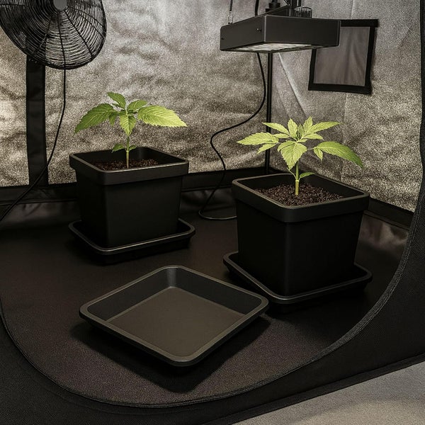 Organisiertes, helles Growzelt mit Pflanzen in quadratischen Kunststofftöpfen auf Untersetzern, einer Pflanzenlampe und einem Umluftventilator.