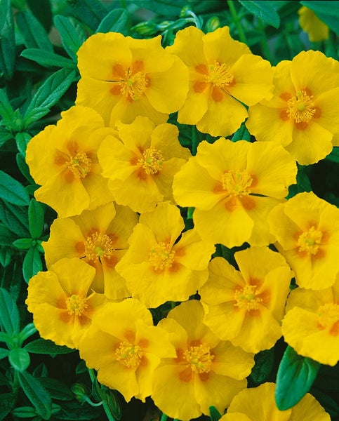 Helianthemum x cult., Sonnenröschen, gelb, ca. 9x9 cm Topf