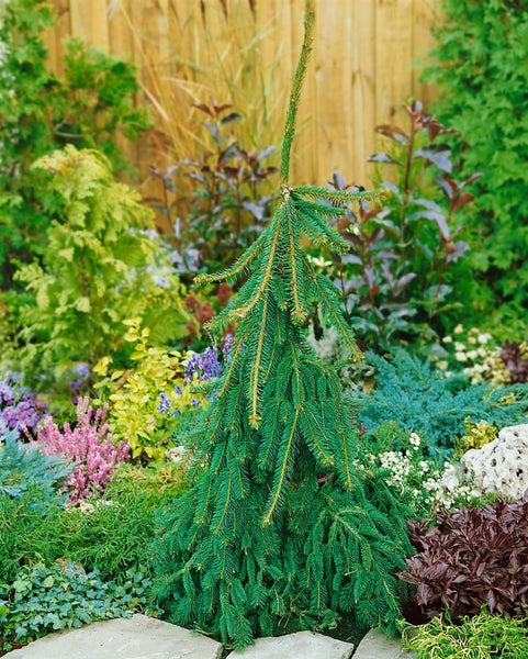 Picea abies 'Inversa', Hänge-Fichte, 100–125 cm