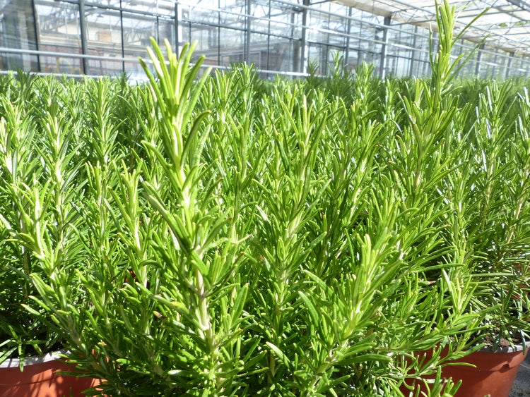echter Rosmarin Officinalis 50 - 60 cm Höhe, XL Busch Ø 25-30 cm, stehend, winterhart Kräuter