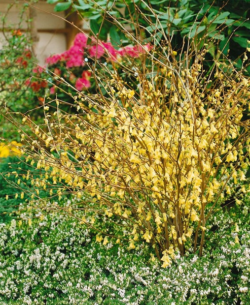 Corylopsis pauciflora, Scheinhasel, zartgelb, 60–80 cm