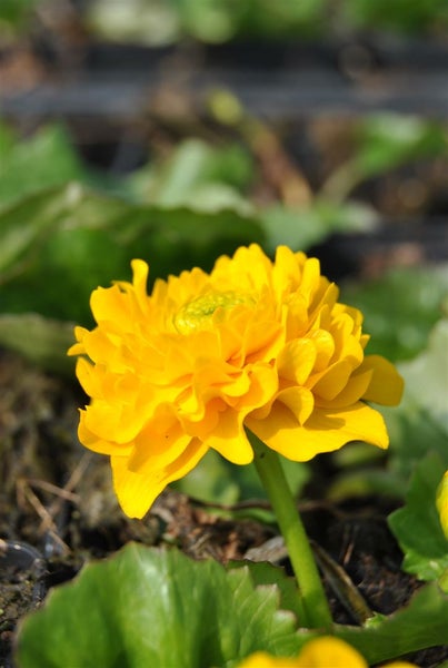 Caltha palustris 'Multiplex', Sumpfdotterblume, gefüllt, ca. 9x9 cm Topf