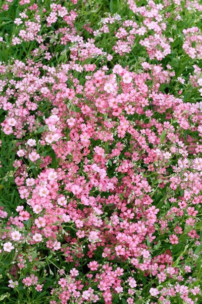 Gypsophila repens, Teppich-Schleierkraut, weiß, ca. 9x9 cm Topf
