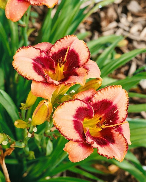 Hemerocallis x cult. 'Daring Deception', Taglilie, zweifarbig, ca. 11x11 cm Topf