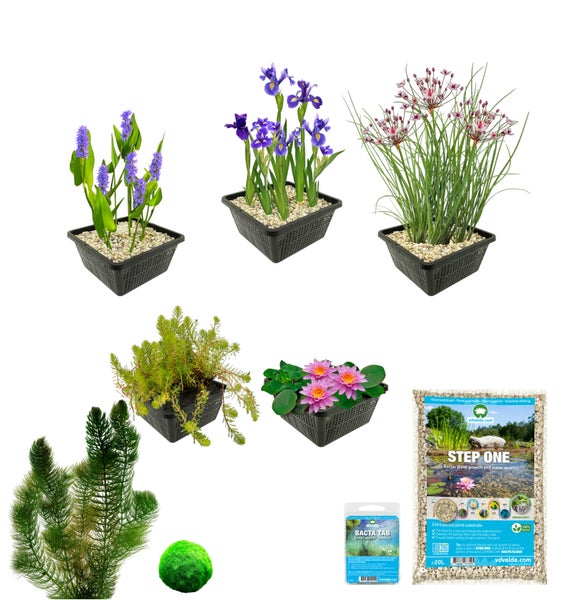 Teichpflanzen-Set bestehend aus verschiedenen Wasserpflanzen in Pflanzkörben, Teichsubstrat und Tabletten zur Wasseraufbereitung.