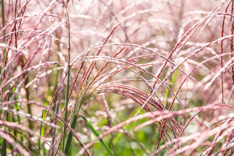 Miscanthus sinensis 'Flamingo', Chinaschilf, rosa Blüten, ca. 9x9 cm Topf