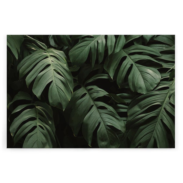 Wandbild mit detaillierter Darstellung von großen Monstera Blättern im botanischen Stil