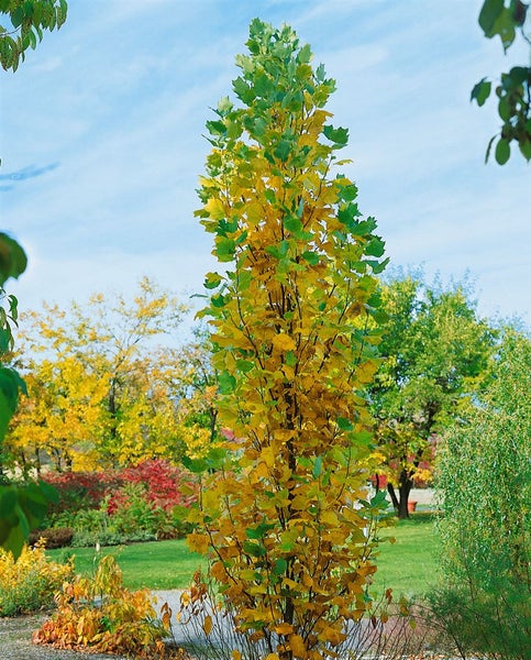 Säulen-Tulpenbaum Liriodendron tulipifera Fastigiatum als junger Laubbaum mit säulenförmiger Wuchsform im herbstlichen Garten