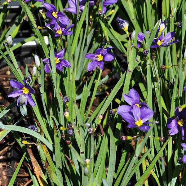 Nahaufnahme von blühenden Graslilien