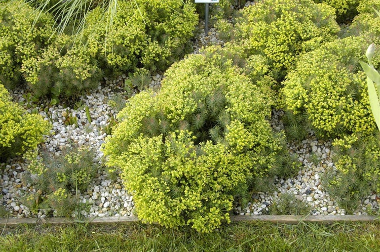 Euphorbia cyparissias 'Fens Ruby', Wolfsmilch, ca. 9x9 cm Topf