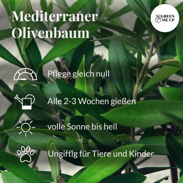 Mediteraner Olivenbaum