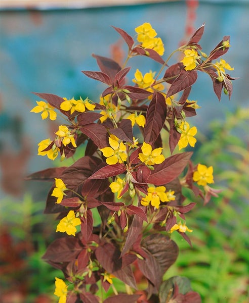 Lysimachia ciliata 'Firecracker', Goldfelberich, dunkelrot, ca. 9x9 cm Topf