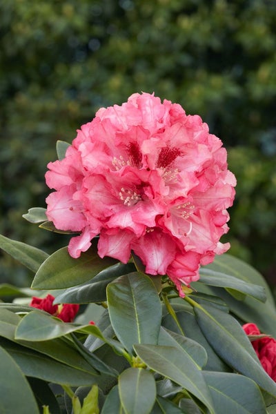 Rhododendron yak. 'Tina Heinje', rosa Blüten, 25–30 cm