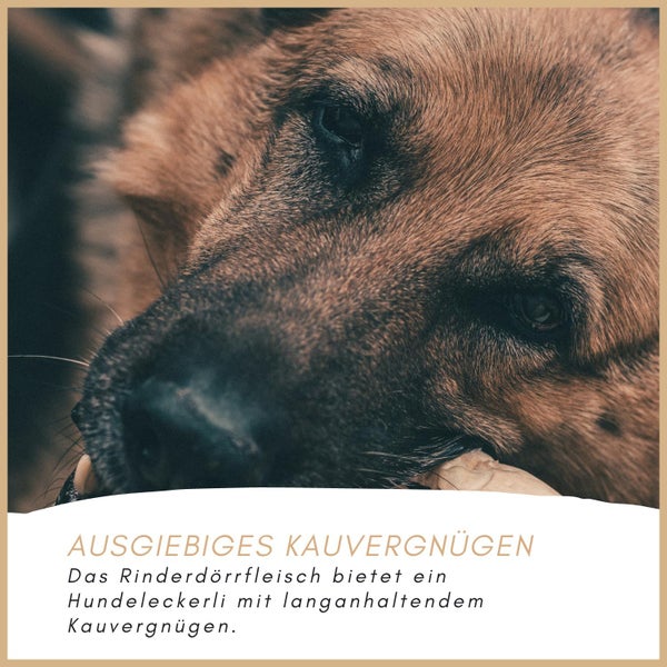 Nahaufnahme eines Hundes, der einen Rinderdörrfleisch-Kauartikel hält