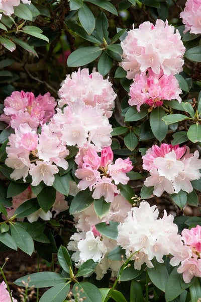 Rhododendron yakushimanum 'Dreamland', rosa Blüten, 40–50 cm