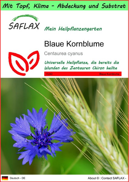 SAFLAX Garden to go - Blaue Kornblume - Centaurea cyanus - 27000 Samen - Mit Topf, Klima - Deckel und Anzuchtsubstrat