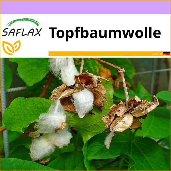 SAFLAX  - Topfbaumwolle - Gossypium herbaceum - 12 Samen