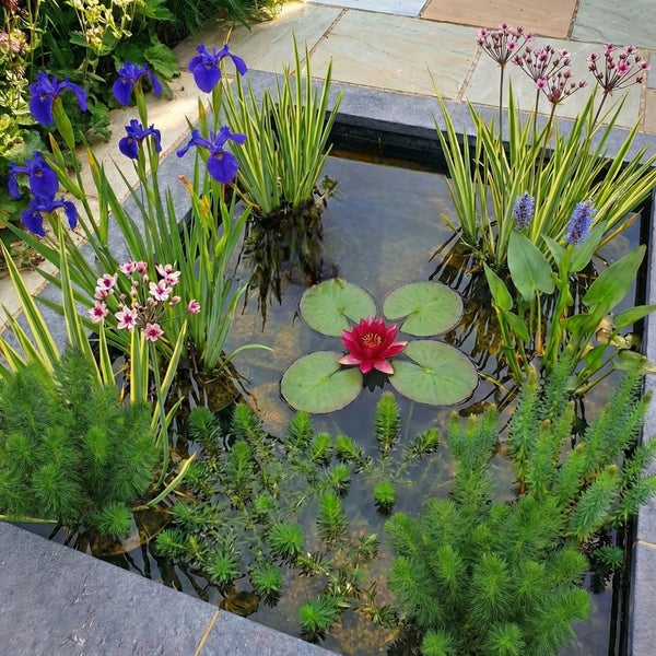 Quadratischer Gartenteich mit Steinumrandung, bepflanzt mit Seerosen, Schwertlilien und verschiedenen Wasserpflanzen auf einer Steinterrasse.
