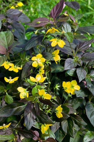 Lysimachia ciliata 'Firecracker', Goldfelberich, dunkelrot, ca. 9x9 cm Topf
