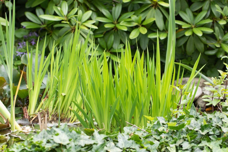 Grüne Teichpflanzen im Garten