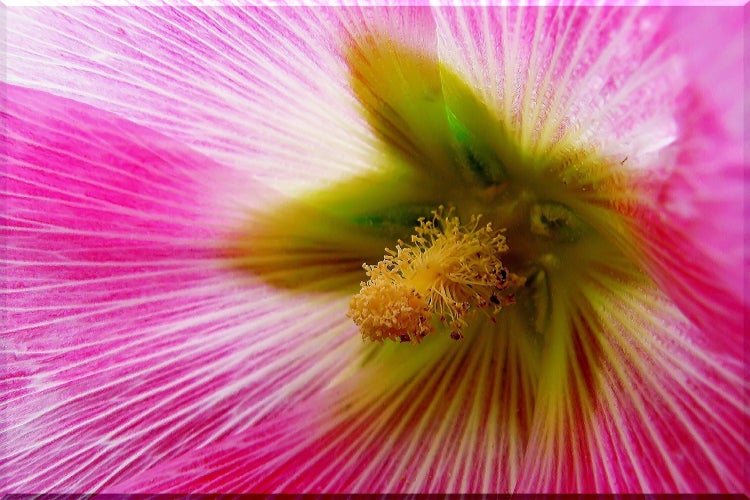 SAFLAX  - Stockrosen - Mix - Alcea rosea - 100 Samen - Mit keimfreiem Anzuchtsubstrat