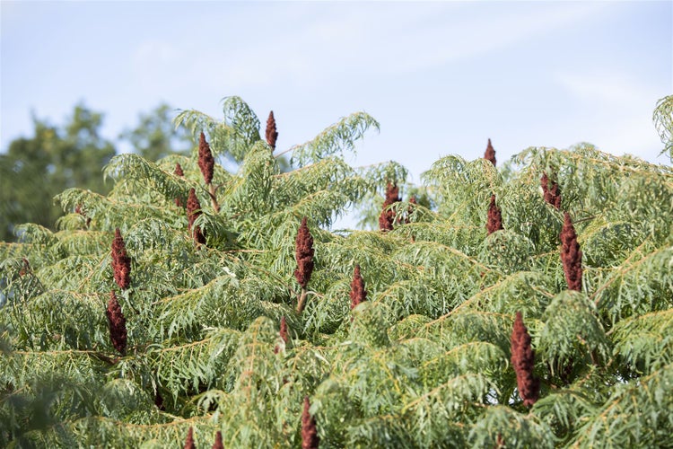 Rhus typhina 'Dissecta', Essigbaum, filigran, 60–80 cm