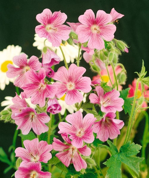 Geranium endressii, Storchschnabel, rosa Blüten, ca. 9x9 cm Topf
