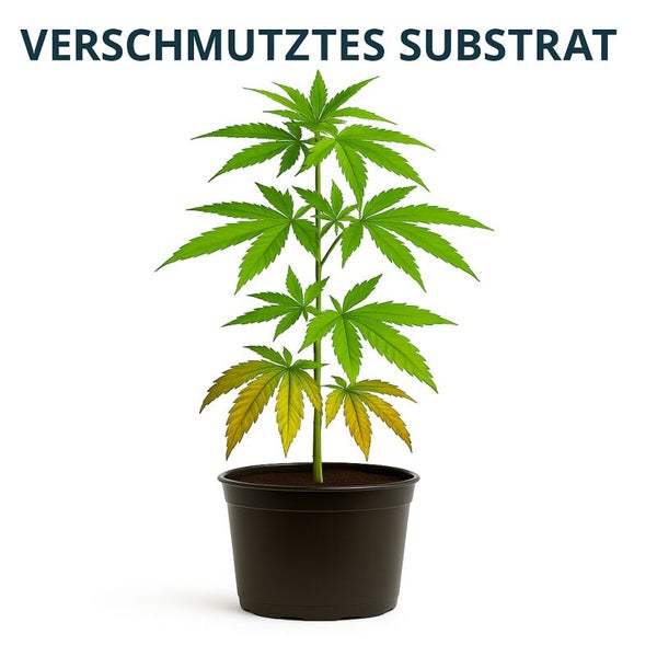 Hanfpflanze in einem Topf mit verfärbten Blättern aufgrund von verschmutztem Substrat