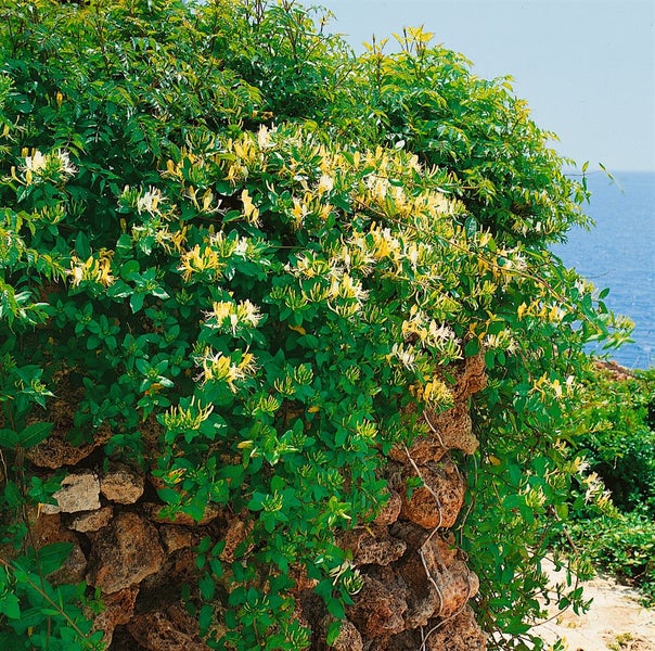Lonicera japonica 'Halliana', Japanisches Geißblatt, cremeweiß, 100–150 cm
