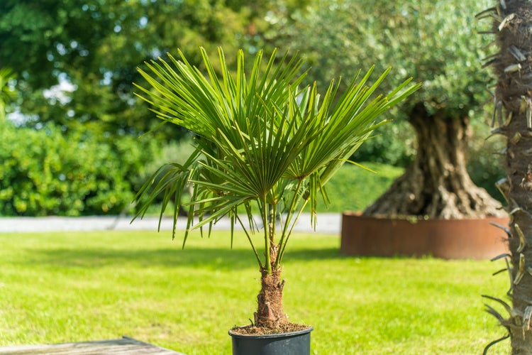 Kleine Hanfpalme Trachycarpus fortunei mit fächerförmigen grünen Blättern in einem schwarzen Pflanztopf in einem sonnigen Garten.