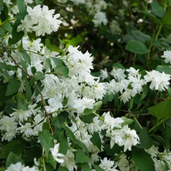 Blütenreicher Pfeifenstrauch mit weißen Blüten und grünen Blättern.