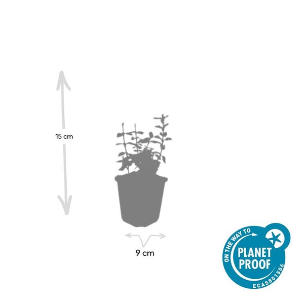 Bodendecker - Kriechspindel - Euonymus fortunei 'Harlequin' - 9cm Topf - Set mit 12 Pflanzen