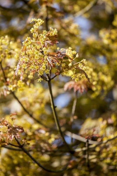 Acer platanoides 'Globosum', Kugelahorn, 80 cm Stammhöhe