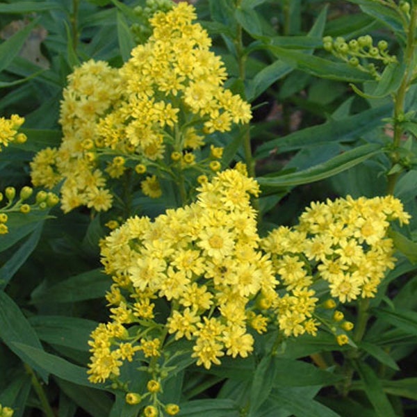 Goldrute mit gelben Blüten