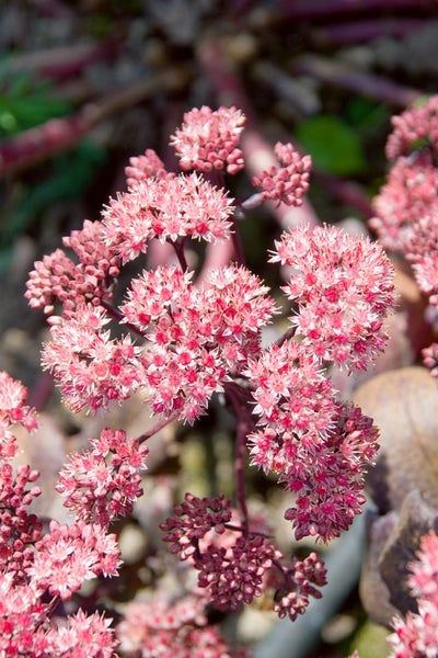 Sedum spectabile 'Purple Emperor', Fetthenne, purpurrot, ca. 11x11 cm Topf