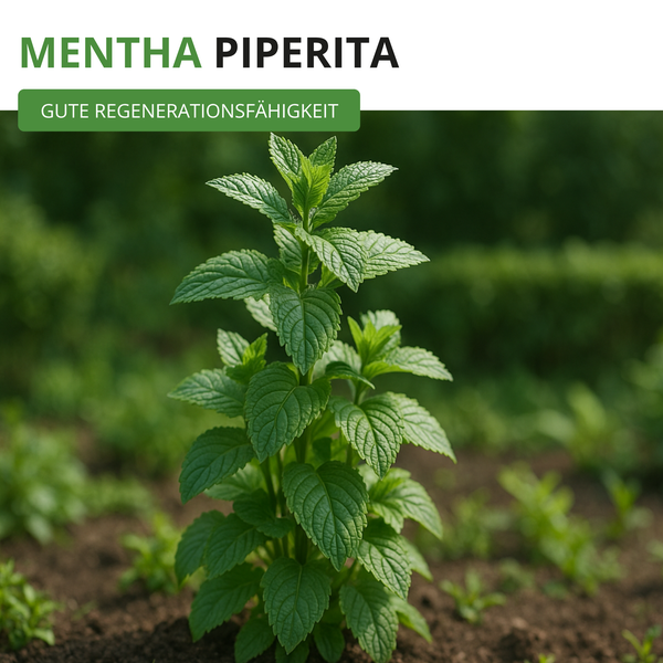 Pfefferminze Mentha Piperita im Garten mit guter Regenerationsfähigkeit.