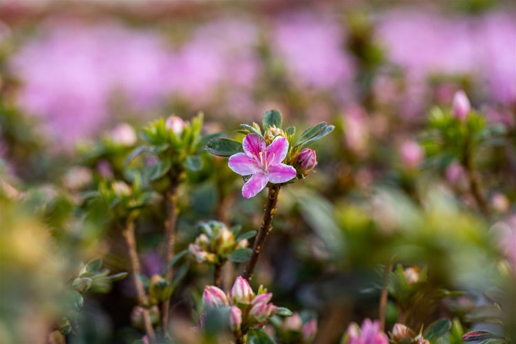 Nahaufnahme einer rosa Azaleenblüte im Garten.