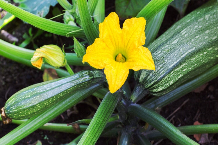 SAFLAX Garden to go - BIO - Zucchini - Nero di Milano - Cucurbita pepo - 6 Samen - Mit Topf, Klima - Deckel und Anzuchtsubstrat