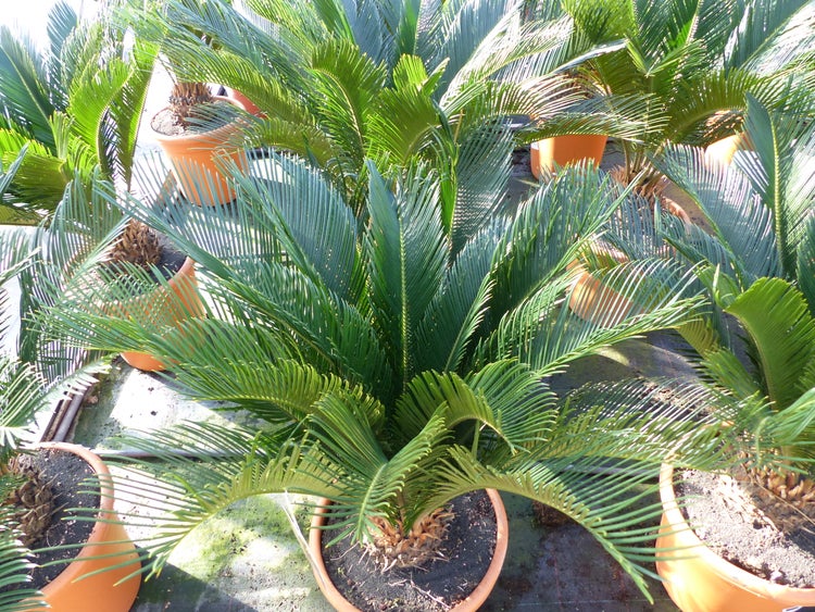 XL Palmfarn 70 - 100 cm Cycas Revoluta Sagopalme Palme, innen + außen