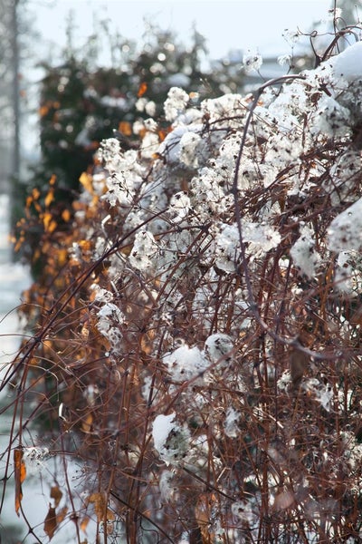 Pflanzen mit Schnee im Wintergarten.