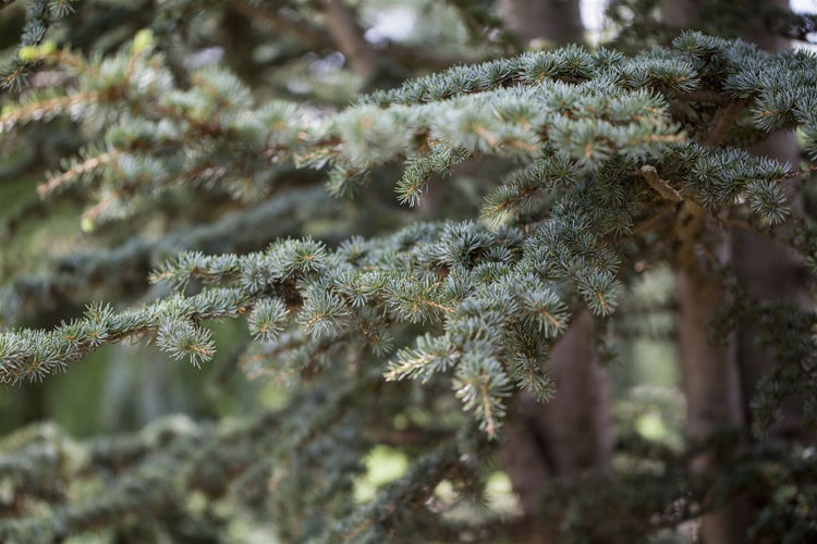 Cedrus deodara, Himalaya-Zeder, 40–60 cm