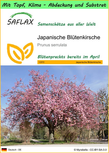 SAFLAX Garden to go - Japanische Blütenkirsche - Prunus serrulata - 30 Samen - Mit Topf, Klima - Deckel und Anzuchtsubstrat