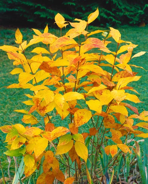 Calycanthus floridus, Gewürzstrauch, aromatisch, 60–80 cm