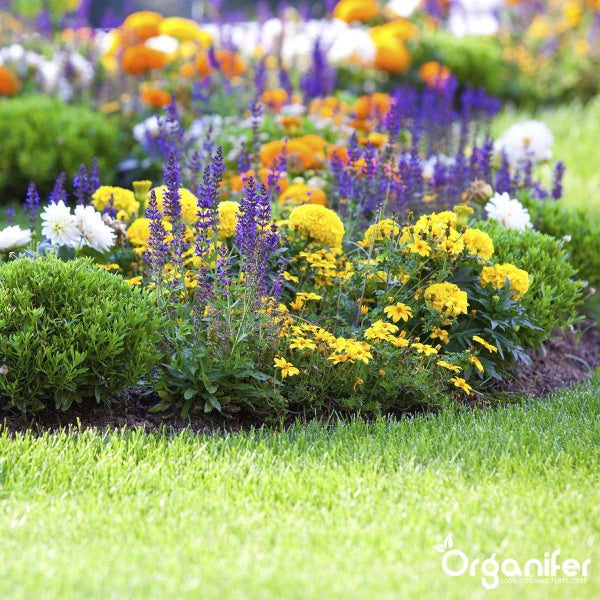 Blumenbeet mit verschiedenen Blumenarten und grünen Büschen