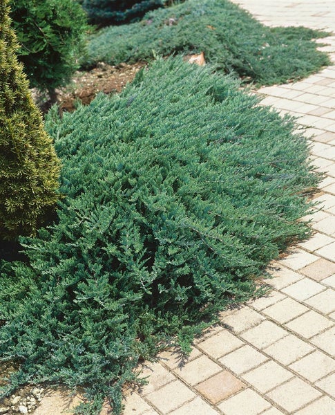 Juniperus sabina 'Tamariscifolia', Sadebaum, kompakt, 20–30 cm