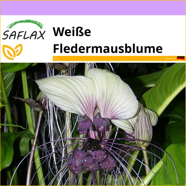 SAFLAX  - Weiße Fledermausblume - Tacca integrifolia - 10 Samen