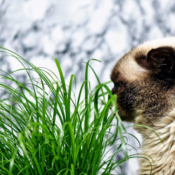 Katze an frischem Katzengras schnuppernd.