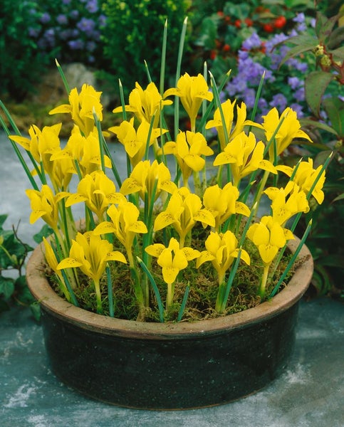 Iris danfordiae, Zwerg-Iris, gelb, ca. 9x9 cm Topf
