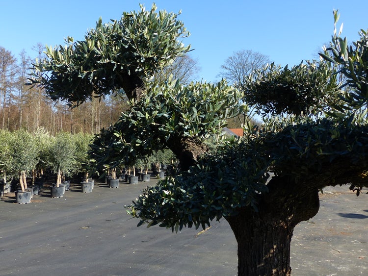 Olivenbaum Pon Pon 215 cm Bonsai Formgehölz, winterhart