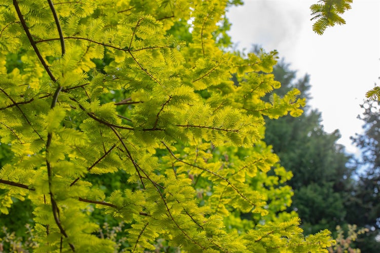 Metasequoia glyptostroboides 'Gold Rush', Urweltmammutbaum, goldgelb, 40–60 cm